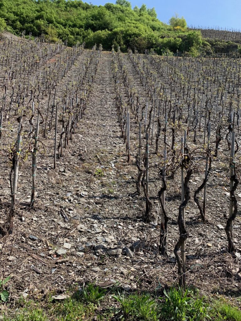 vista dei vigneti