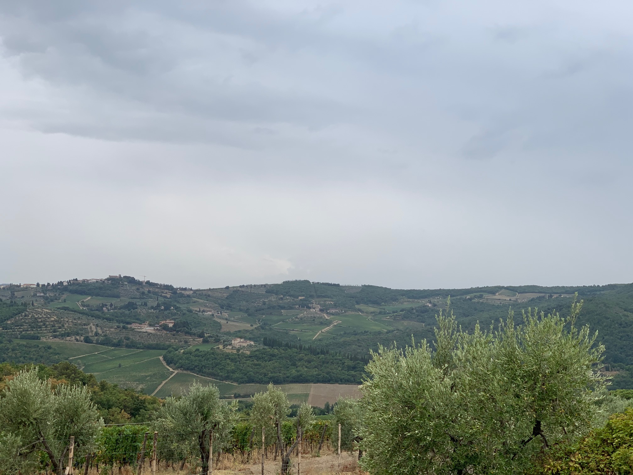 i vigneti Querciabella