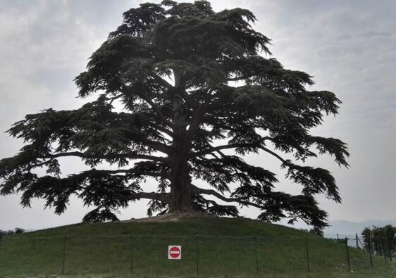 Il cedro del Libano
