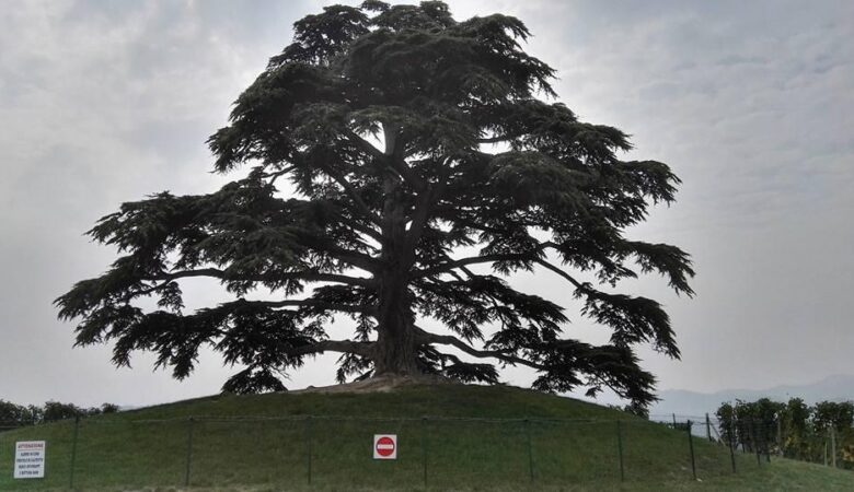 Il cedro del Libano