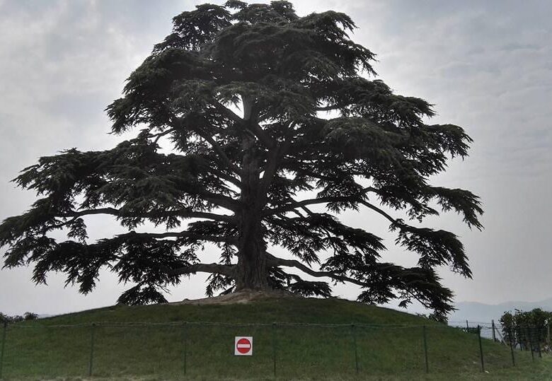 Il cedro del Libano