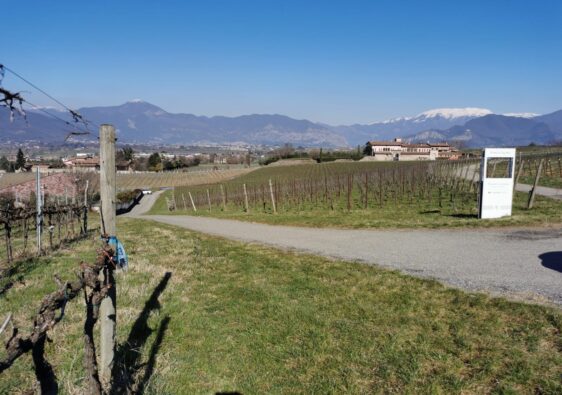 vista vigne Ronco Calino