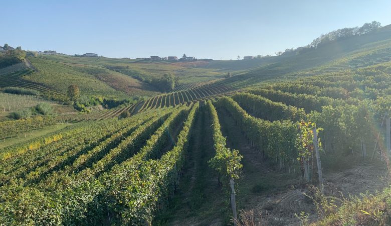 Scorci di filari durante la passeggiata