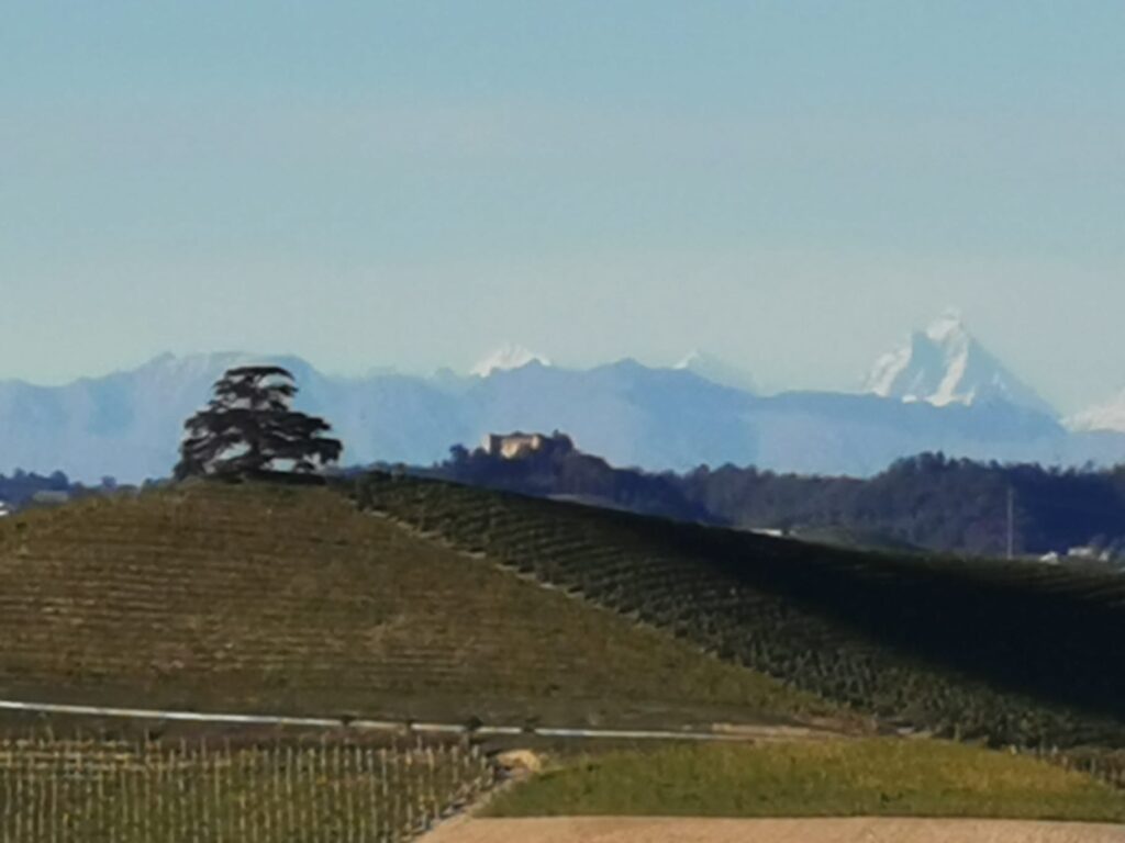 Il cedro ed il Cervino