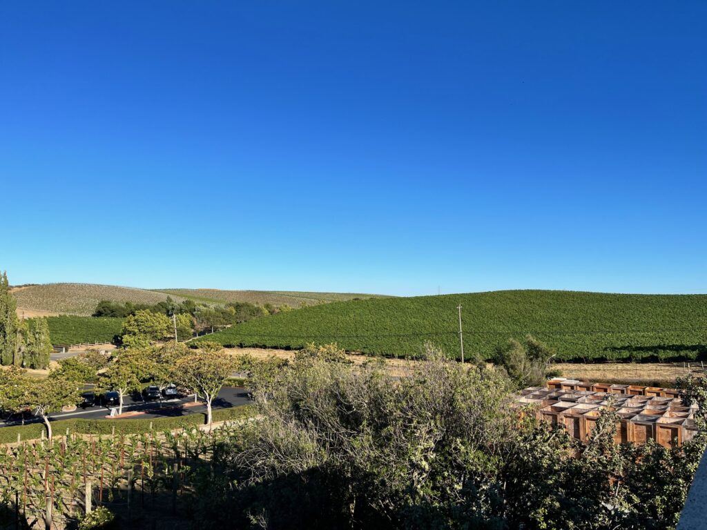 Vista delle vigne della tenuta