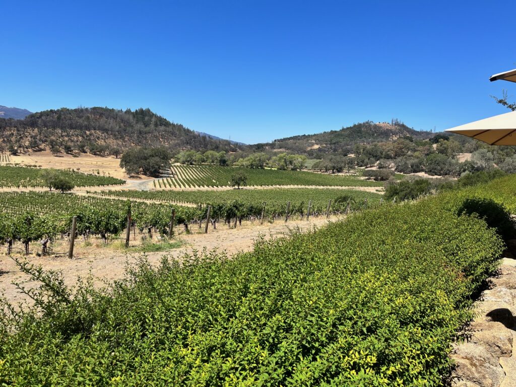 Vista panoramica vigne 