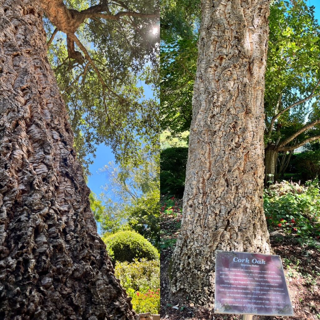 Albero di sughero