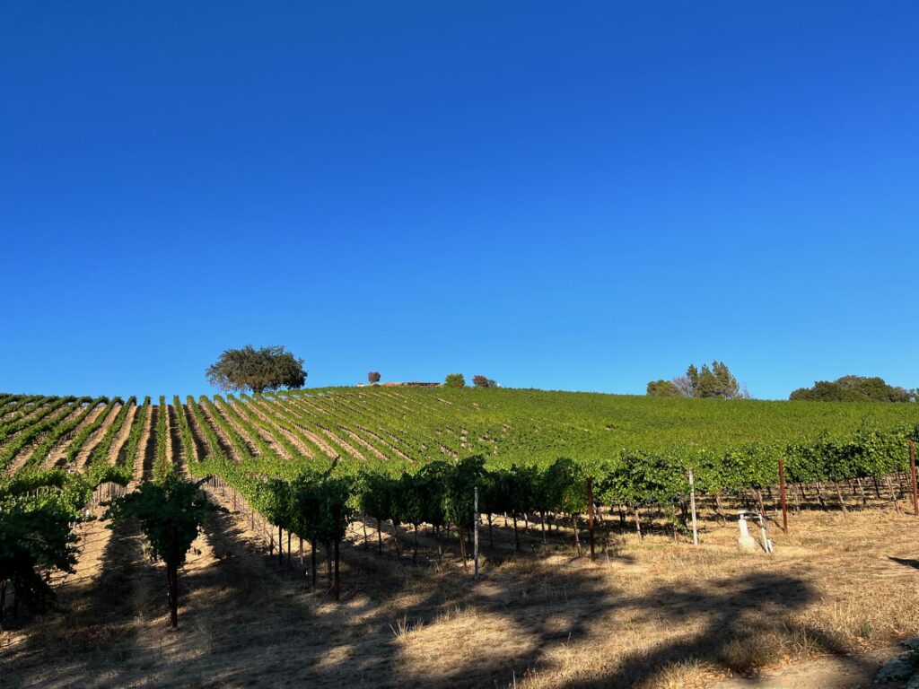 Vigneti in Alexander Valley