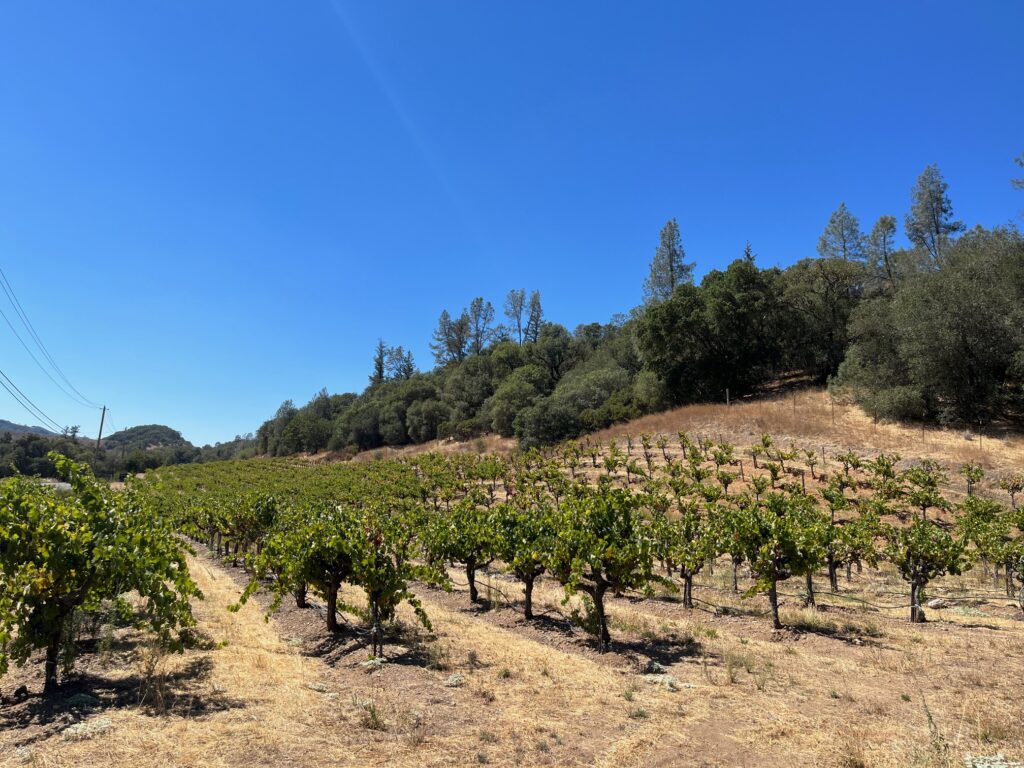 Vigne di Zinfandel ad alberello