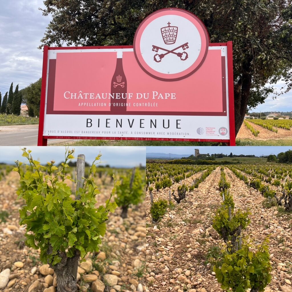 vigne di Chateauneuf