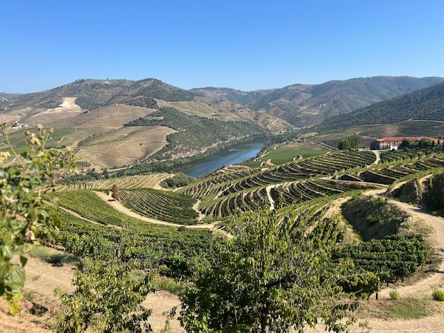 vista dalle vigne della tenuta durante la passeggiata